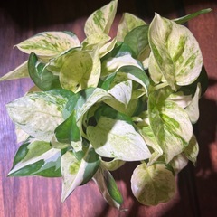 希少種　
ポトスグローバル　観葉植物の画像