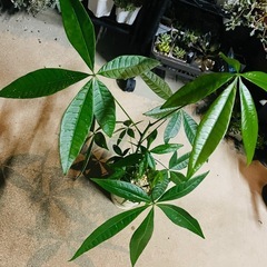 観葉植物　鉢ごとお渡し　実生パキラ　　の画像
