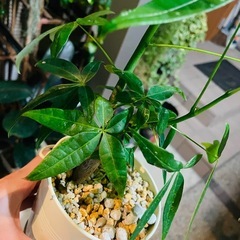 観葉植物　鉢ごとお渡し　実生パキラ　　の画像