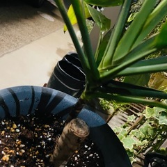 観葉植物　屋外軒下バキバキっ子　ドラセナ　鉢ごとお渡し　の画像