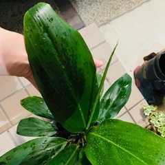 観葉植物　屋外軒下バキバキっ子　ドラセナ　鉢ごとお渡し　の画像
