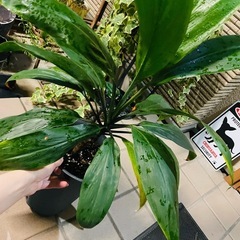 観葉植物　屋外軒下バキバキっ子　ドラセナ　鉢ごとお渡し　の画像