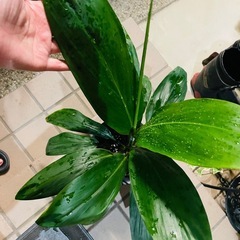 観葉植物　屋外軒下バキバキっ子　ドラセナ　鉢ごとお渡し　の画像