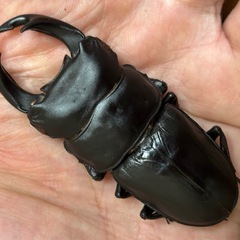 ◆国産オオクワガタ「紅・シルバー血統」♂♀使用済ペア　レッドアイ　赤眼◆の画像