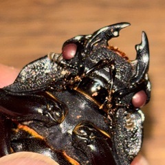 ◆国産オオクワガタ「紅・シルバー血統」♂♀使用済ペア　レッドアイ　赤眼◆の画像