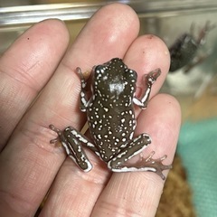 イエアメガエル　ブルースノーフレークの画像