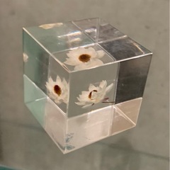 至急‼️ローダンゼ　ウサギノネドコ　プリザードフラワー　お花　標本の画像