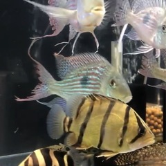 ダトニオプラスワンの画像