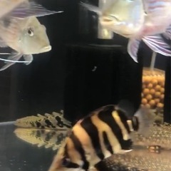 ダトニオプラスワンの画像