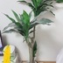 ランキングキーワードに紐づく投稿画像-観葉植物