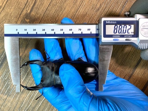 能勢SR血統 88.0mm×56.5mm オオクワガタ 90.7/90.0同腹 新成虫ペア