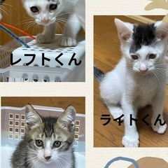 里親を募集します。子猫3匹です。