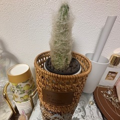 サボテン　盆栽の画像