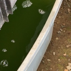 メダカの活き餌　ワムシ　針子稚魚に
　　の画像