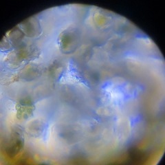 メダカの活き餌　ワムシ　針子稚魚に
　　の画像