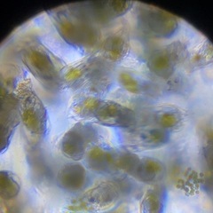 メダカの活き餌　ワムシ　針子稚魚に
　　の画像