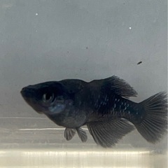 お取引中🔴ブラックダイヤ 幼魚～若魚10匹 オロチにラメが入っためだか の画像