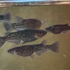 お取引中🔴ブラックダイヤ 幼魚～若魚10匹 オロチにラメが入っためだか の画像