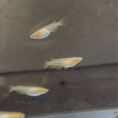 受付中🔴楊貴妃 アルビノ 普通目 (アルビノ因子あり)幼魚～若魚6匹  可愛いめだか  の画像