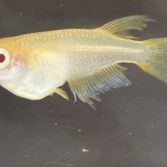 受付中🔴楊貴妃 アルビノ 普通目 (アルビノ因子あり)幼魚～若魚6匹  可愛いめだか  の画像