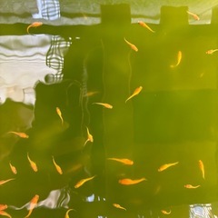 メダカの画像