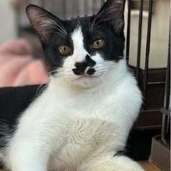 遊ぶの大好き🩷猫大好きで元気いっぱい【5ヶ月オス】