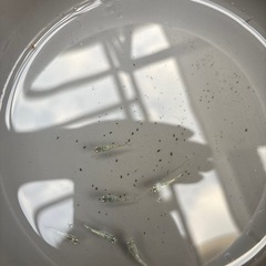 めだか　メダカ　サボテンの画像