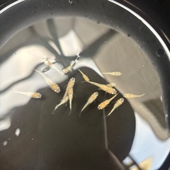 めだか　メダカ　スズランの画像