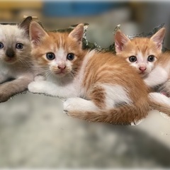 生後約２ヶ月子猫ちゃん(現在シャム、キジ白ちゃん話し中です)