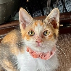 三毛猫のまめ　2ヶ月