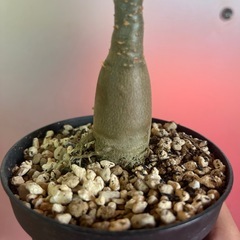 アデニウム　アラビクムの画像