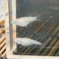 紅ほっぺダルマ型の針子〜稚魚の画像