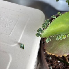 子宝草の画像