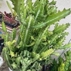 ユーフォルビア・ラクテア（魔界麒麟・マカイキリン ）多肉植物　観葉植物の画像