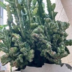 ユーフォルビア・ラクテア（魔界麒麟・マカイキリン ）多肉植物　観葉植物の画像