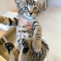可愛いキジトラの男の子