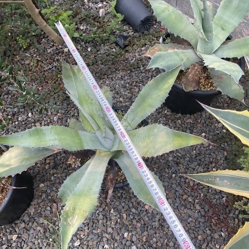 アガベ　スカポサ　大株