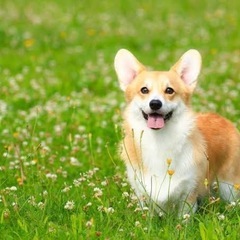 コーギーの散歩してみたいです！