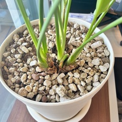 観葉植物　ストレリチア：オーガスタ③の画像