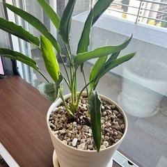 観葉植物　ストレリチア：オーガスタ③の画像