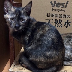 サビの女の子