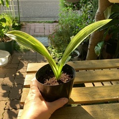 オモト　万年青の画像