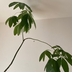 観葉植物　パキラの画像