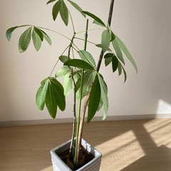 観葉植物　パキラの画像