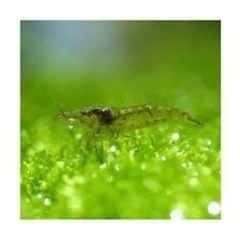 お取引させて頂いています。アクアリウム　ミナミヌマエビ　15匹の画像