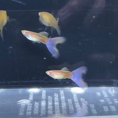 RREAモスコーピンクグッピーの画像
