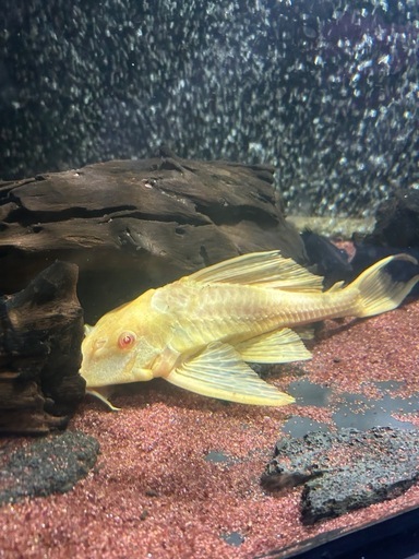 アルビノセルフィンプレコ