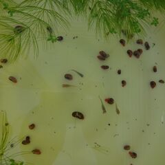 メダカ・水草・貝・餌の画像