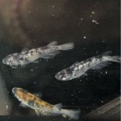 和墨白銀三色メダカの画像