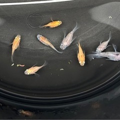 メダカ　ダルマメダカ❗️めだかの画像